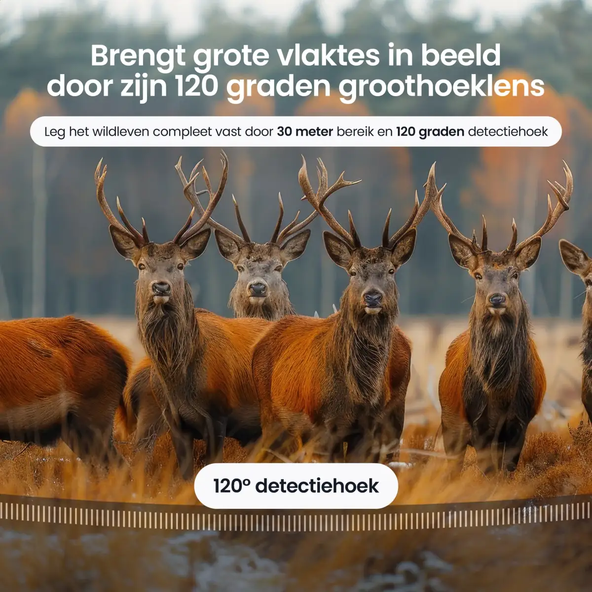 Protectly & Siltcon project — AF12